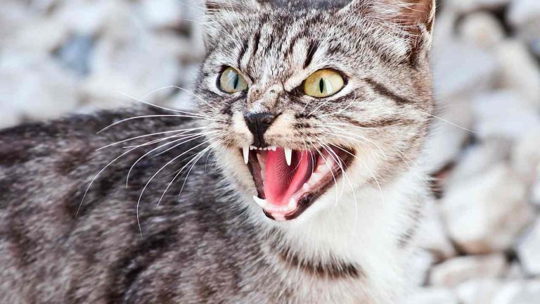 Самые опасные домашние породы котов для жизни и здоровья человека — ТОП 10