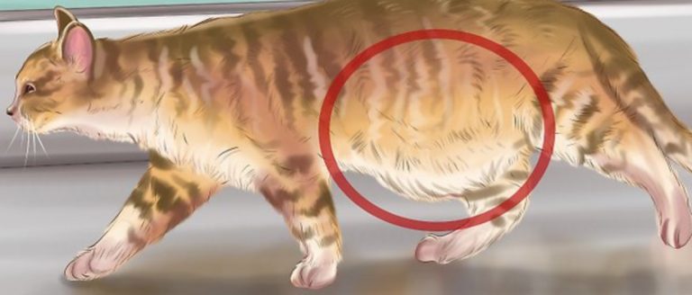 Кошачьи паразиты- угроза для кота и его хозяина