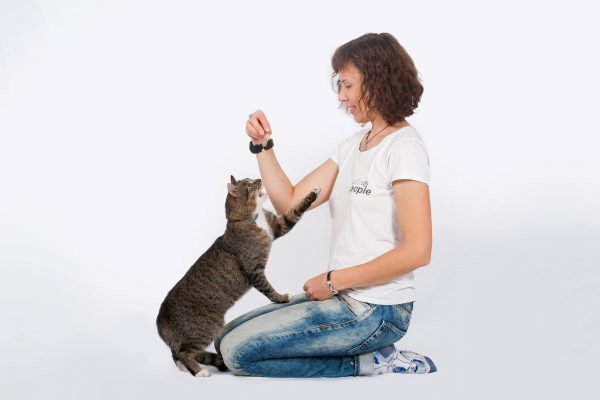Дрессура кота в домашних условиях: могут ли дети заниматься дрессировкой?