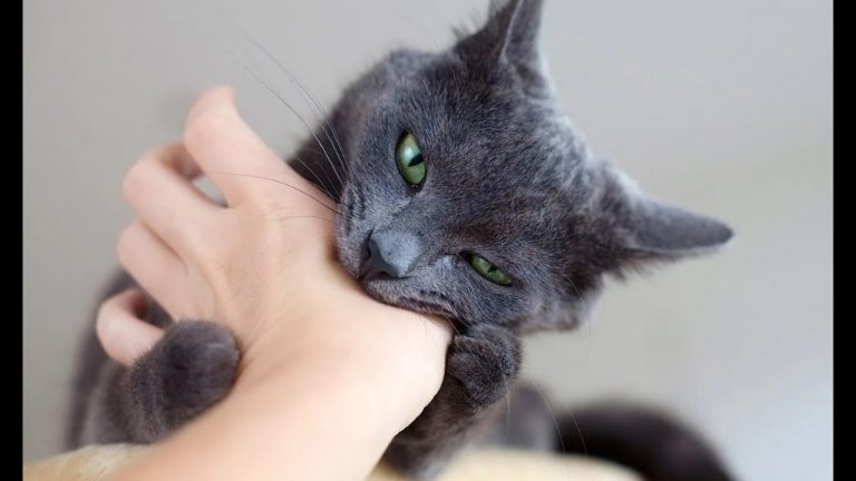 Как отучить кота кусаться?