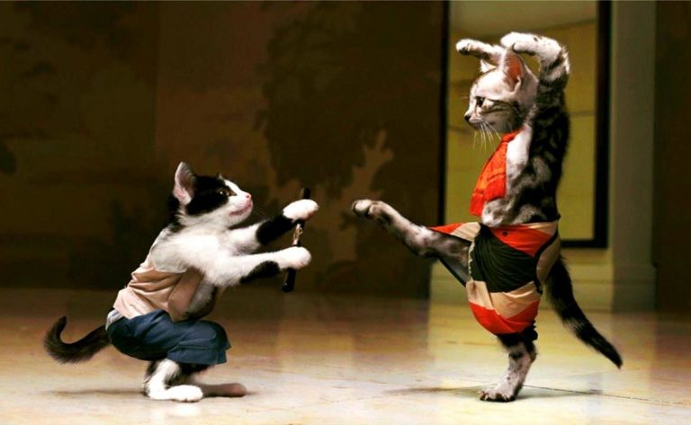 Кот не уживается с кошкой, что делать?