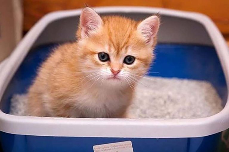 Как приучить котёнка к лотку и так ли важно уделять этому время?