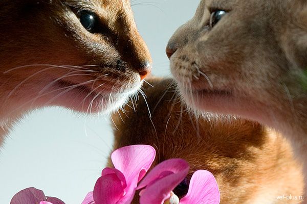 Что делать в домашних условиях, если кошка требует кота?