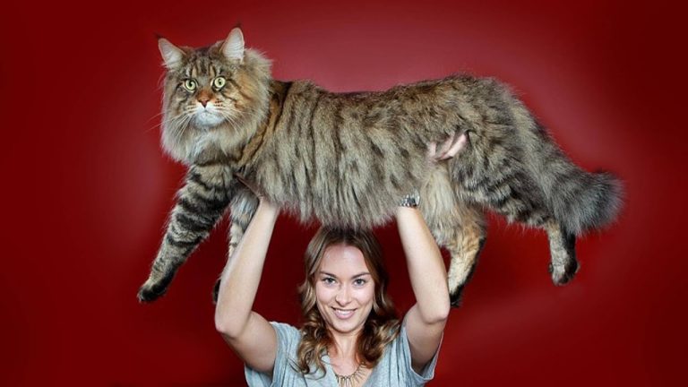 Самые большие коты в мире