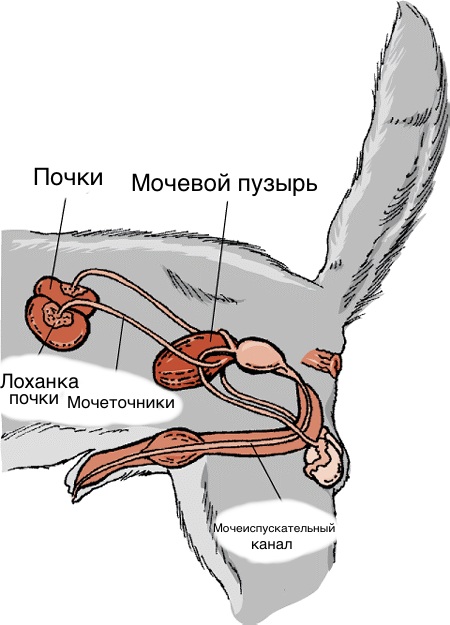 Мочеполовая система собаки схема