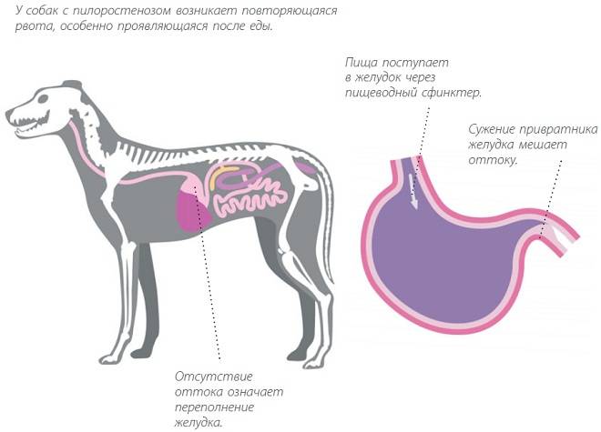 Как выглядит желудок собаки