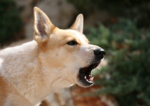 Почему собаки лают ночью: научное объяснение и рекомендации