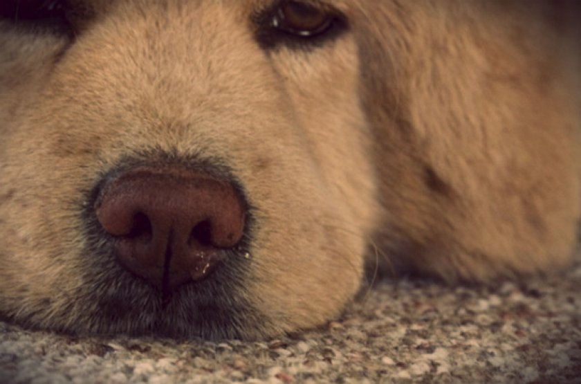 У собаки сопли из носа. Истечения из носа у собак. Аллергический ринит у собак.