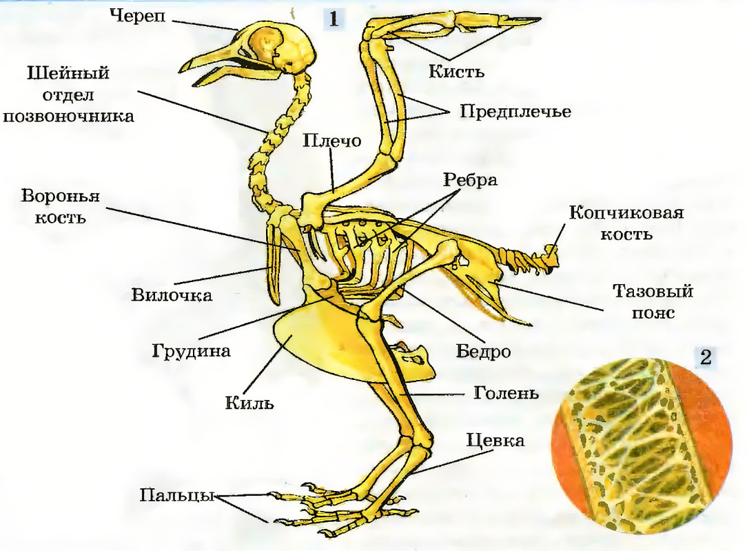 Скелет грудной клетки птицы. Строение скелета птицы 7 класс. Отделы скелета птицы череп позвоночник. Отделы осевого скелета птиц. Скелет птиц кратко 7 класс.