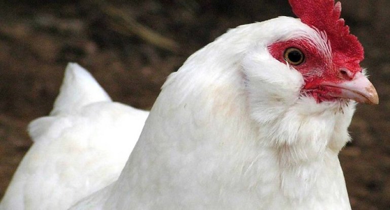 Какие проблемы могут возникнуть при выращивании бройлеров и как их решить