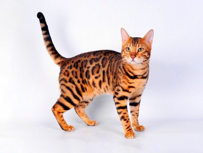 Саванна — кошка которую стоит купить: 5 уникальных отличий породы