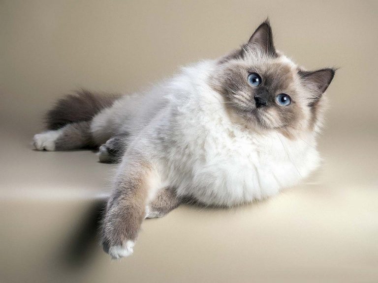 Ценность красоты: стоимость Невских маскарадных кошек
