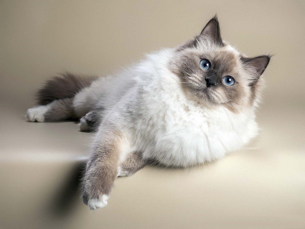 Маскарадная невская кошка цена